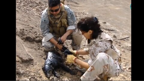 Us Navy tries to Rescue Puppies from Thick Tar Oil...It may be too late