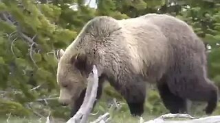 GRIZZLY ALERT!