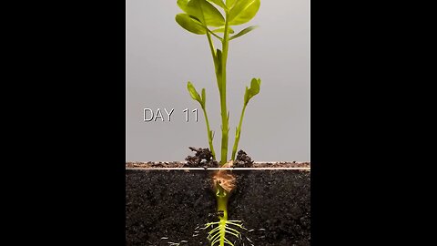 Growing Peanut from Seed