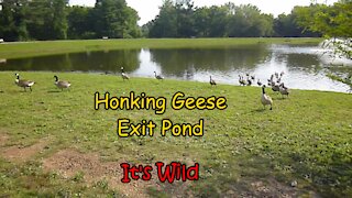 Honking Geese Exit Pond