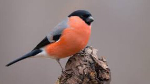 Bullfinch bird