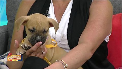 Gulf Coast Humane Society: Puppy Love!