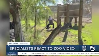 Elephant specialist reacts to San Diego Zoo video