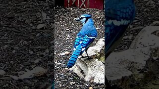 Stunning Blue Jay #birds #shorts #nature