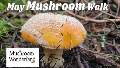 May Mushroom Walk - Mushroom Identification