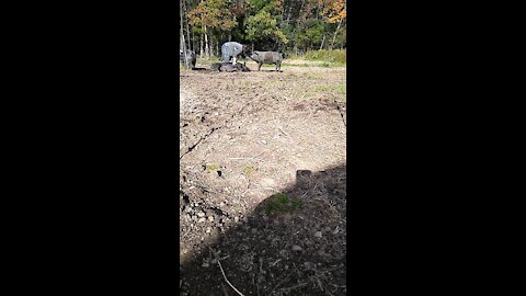 Pigs Roll Over for Belly Rubs