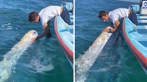 Gray whale incredibly surfaces near boat to be pet