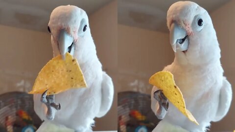 Funny parrot eating snack.