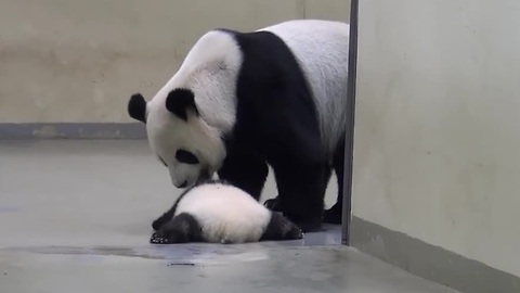 Giant Panda Mom Puts Baby Back To Bed