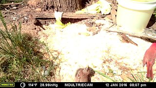 Different birds 🐦 🐦 feeding and sunning🌞 1#cute #funny #animal #nature #wildlife #trailcam #farm