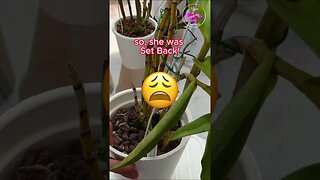 Orchid SET BACK 🩺Diagnosis🧑🏼‍⚕️ ROOT LOSS THRIPS Result 3 YEARS IN #ninjaorchids #shorts