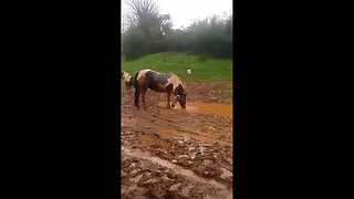 Silly horse loves to splash in the mud