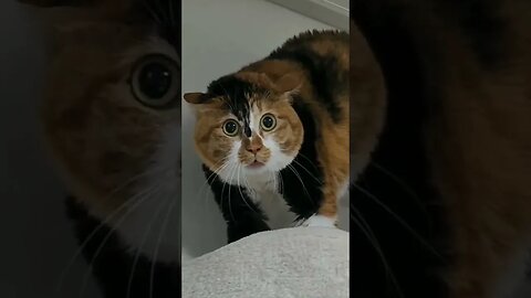 catsoftiktok #catcutefunny #fyp #catlover #cutecat #catsound