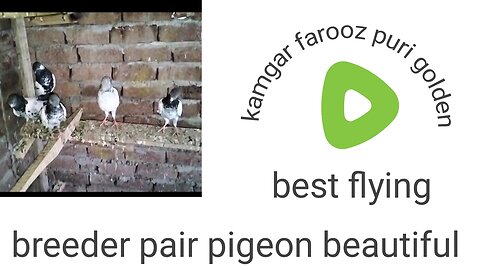 Breeder golden zakh kasuri pair pigeon beautiful
