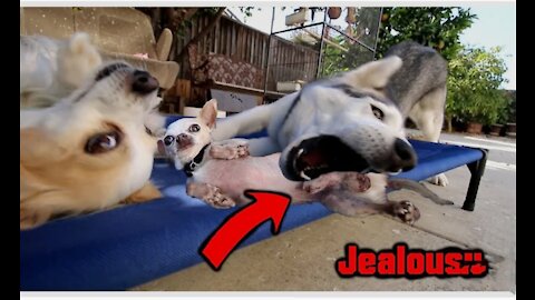 Jealous Husky need attention from owner