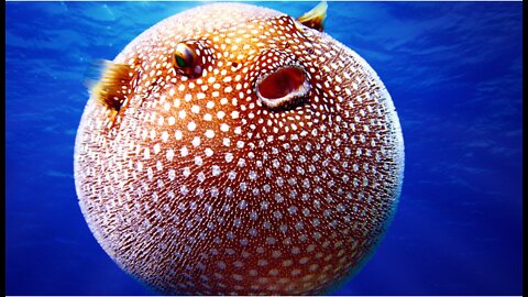 If you eat pufferfish, you will not see my next video