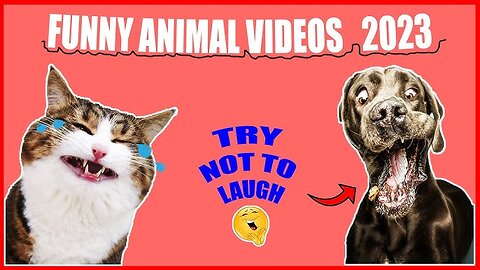 1 HOUR TRY NOT TO LAUGH - New Ultimate Funny Animals Videos 2023 & Cute Pets Compilation 2023