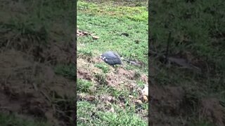 Guinea fowl with injured toe free ranging again