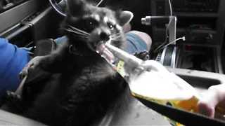 Raccoon love his beer