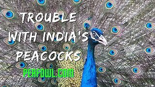 Trouble With India's Peacocks, Peacock Minute, peafowl.com