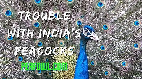 Trouble With India's Peacocks, Peacock Minute, peafowl.com