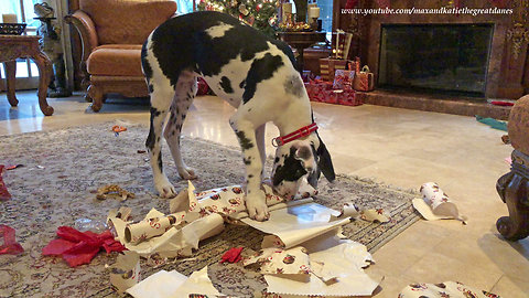 Why You Don't Leave a Great Dane Puppy Alone with Wrapping Paper