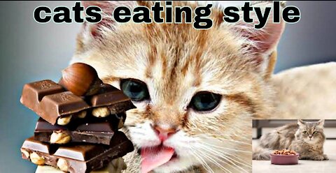 Cat eat chocolate in funny style|best cat video