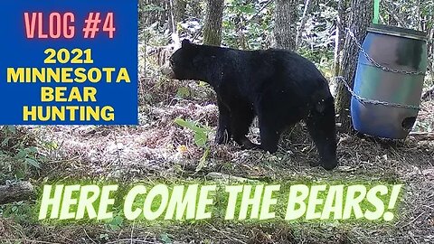 Minnesota Bear hunting VLOG 4 | Here come the bears!