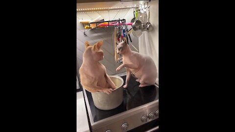 Sphynx Cat Slapped Off Stovetop-Funny Animals Video and Animals Compilation