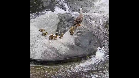 very sweet and brave duck family