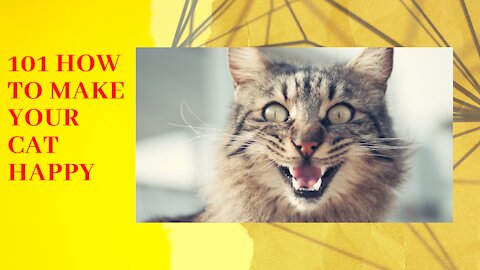 How to Make Your Cat Happy –Tips for a Content Cat