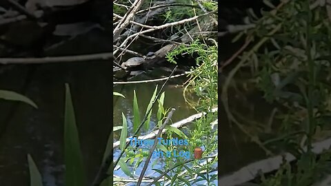 Wildlife around the Farm 🚜 series, Three Turtles 🐢 🐢 🐢 on a log 🪵 at MacBean's Pond #nature