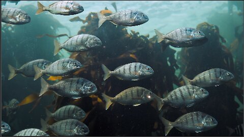 Watch and enjoy relaxing music with undersea fishes