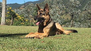 German Shepherd was born to play soccer