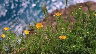 Harmony of Nature: Blooming Flowers and Calming Melodies