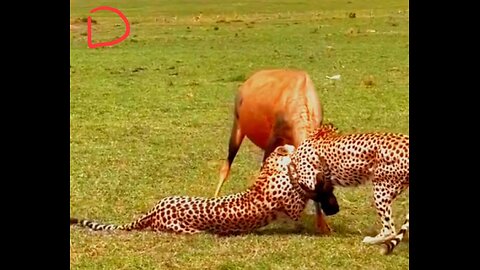 The leopard attacks the buffalo, can the buffalo escape?#animals #thegioidongvat #wildanimals #panth