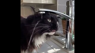 Cat with Drinking Problem