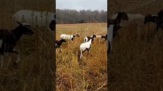 SHEEP STAMPEDE!!! Farm animal moving on the homestead!!