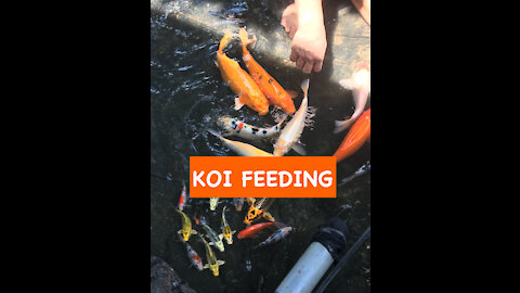 KOI Fish fast growing using KING KOI feeds