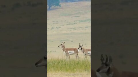 Better Make It Happen! Emily Shooting Her Doe Pronghorn Antelope at 275 Yards