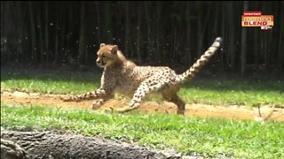 Awesome Animals | Morning Blend