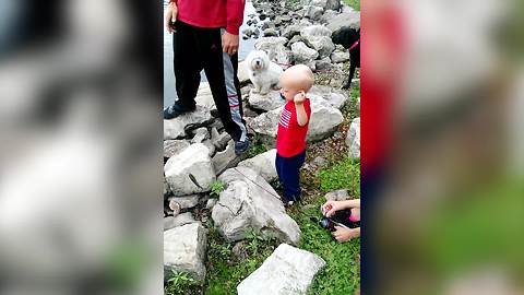 Toddler Boy Gets Really Excited As He Catches A Fish At A Pond
