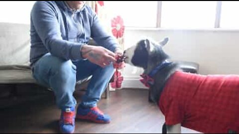 Eric, la chèvre naine qui se prend pour un chien