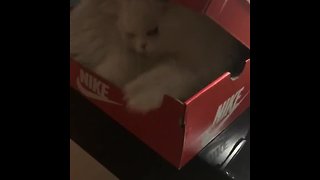 Protective Kitty Hilariously Defends Her Favorite Box