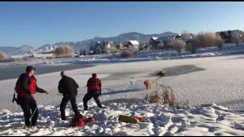Cão salvo de lagoa gelada em Montana