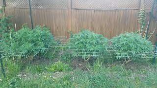 2021 Outdoor Cannabis Garden Tour | Garden Update [#07]