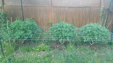 2021 Outdoor Cannabis Garden Tour | Garden Update [#07]