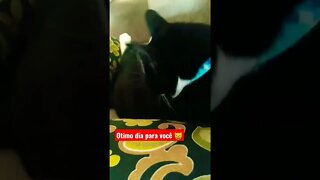 Gato Bartolomeu Tunico 😺😺