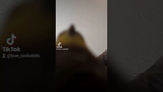 it's a dinosaur #tiktok #birds #cockatiel