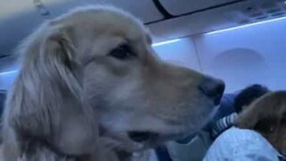 Cão viaja confortavelmente de avião!